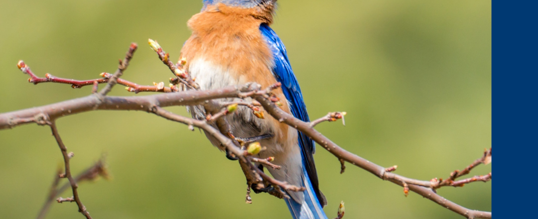 Einführungskurs Ornithologie