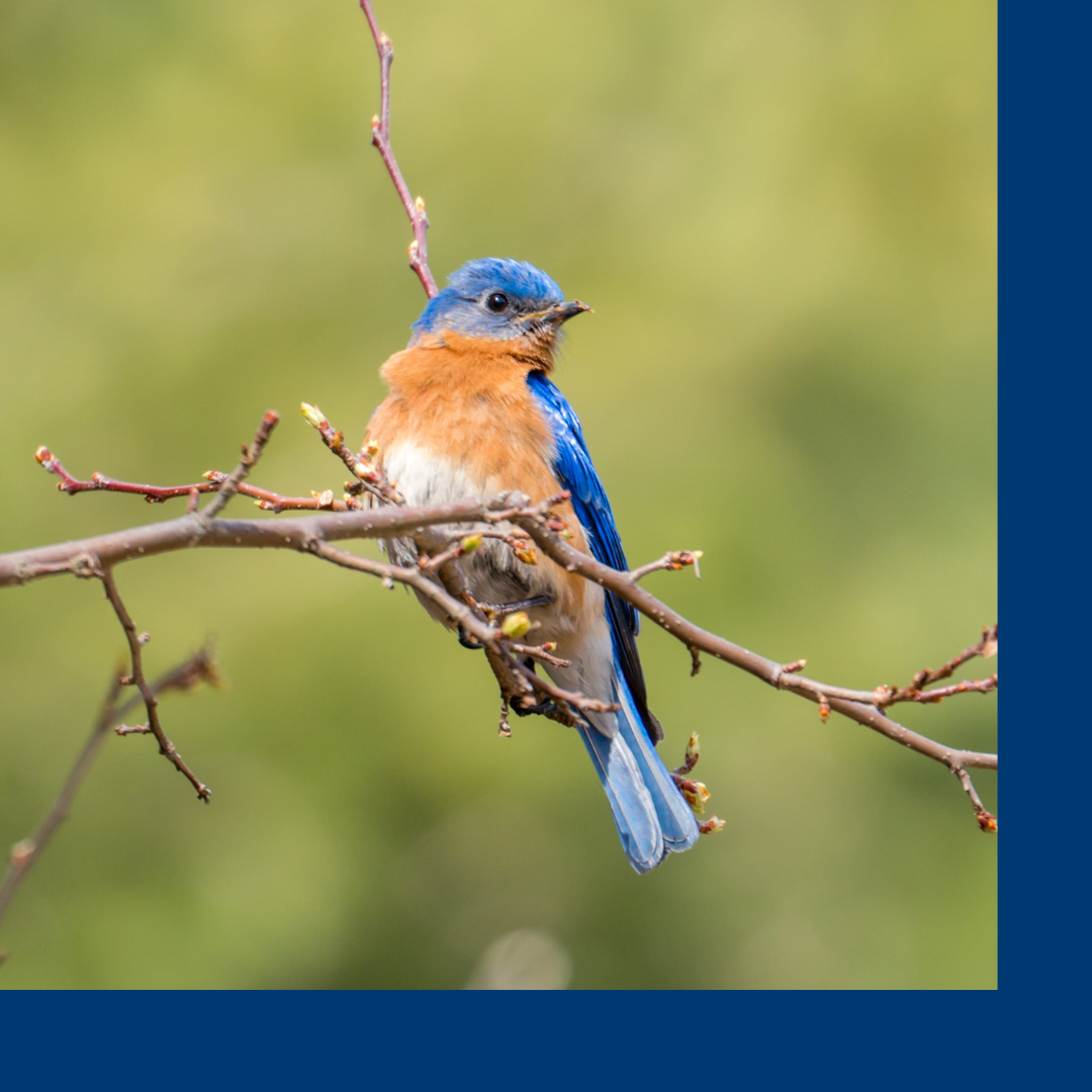 Einführungskurs Ornithologie