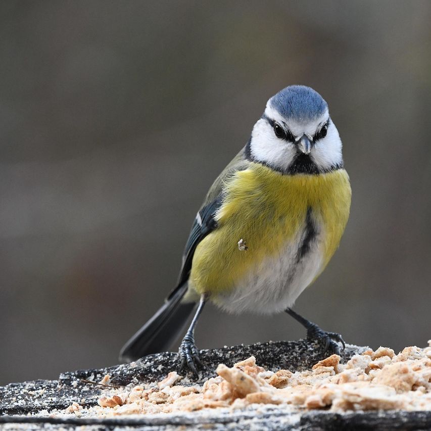 Einführungskurs Ornithologie