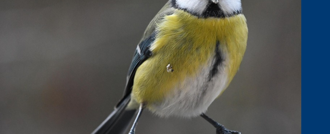 Einführungskurs Ornithologie