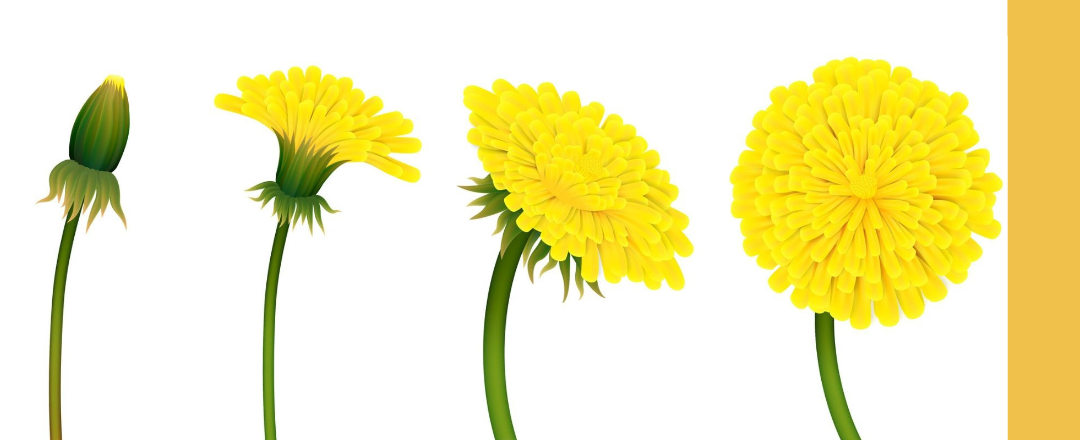 Entfalte dein Potenzial !